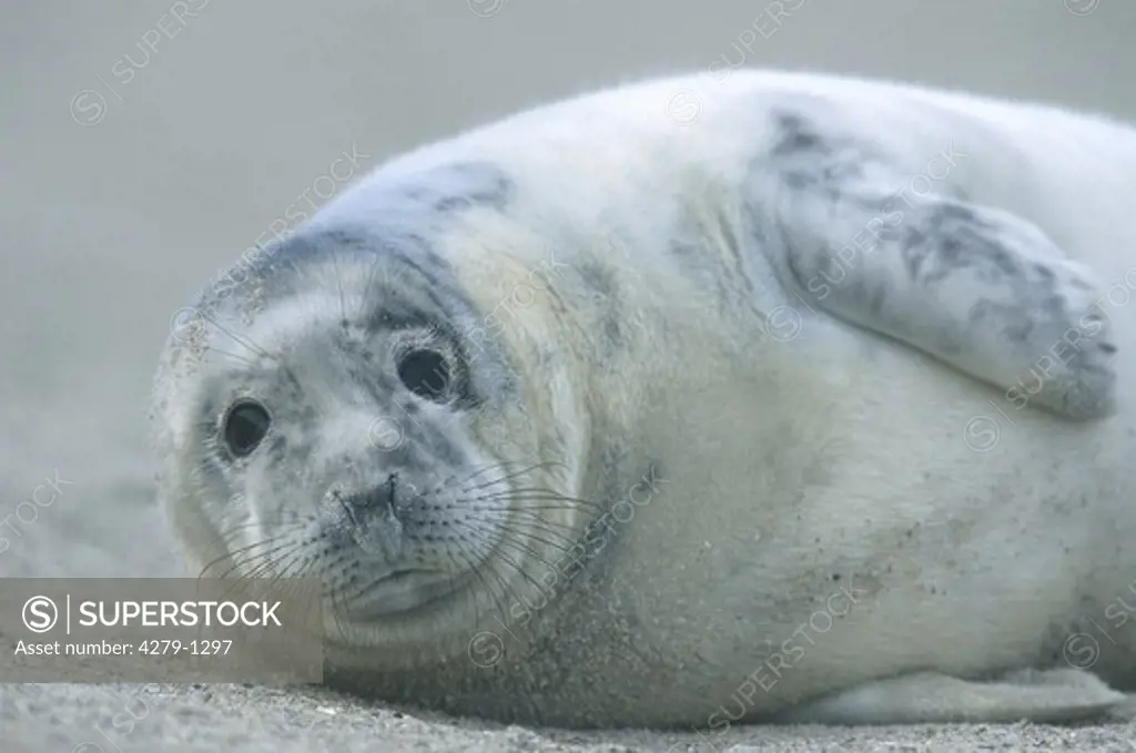 Halichoerus grypus, gray seal