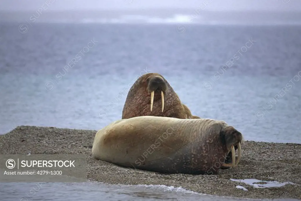 Odobenus rosmarus, walrus