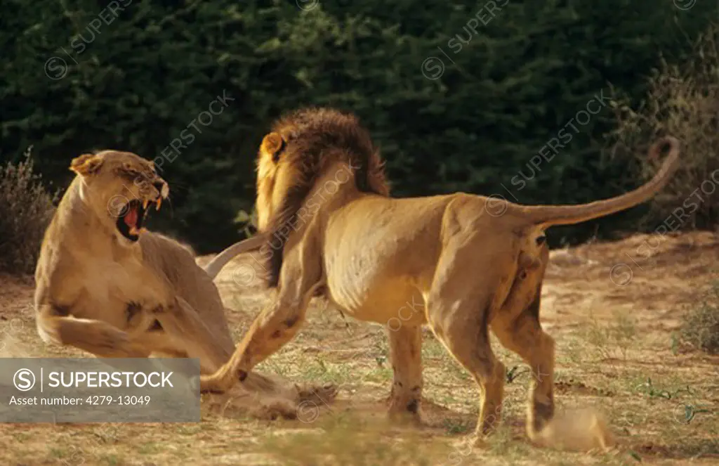 two fighting lions, Panthera leo