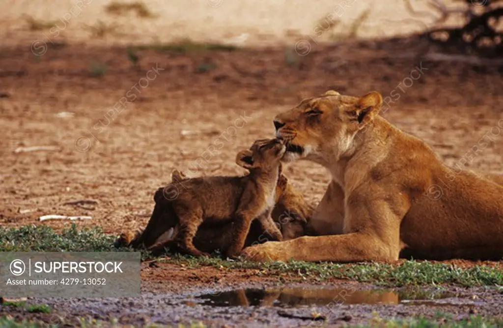 lioness smooching with pup, Panthera leo