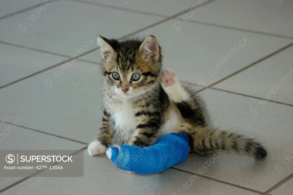 kitten with plaster bandage at paw