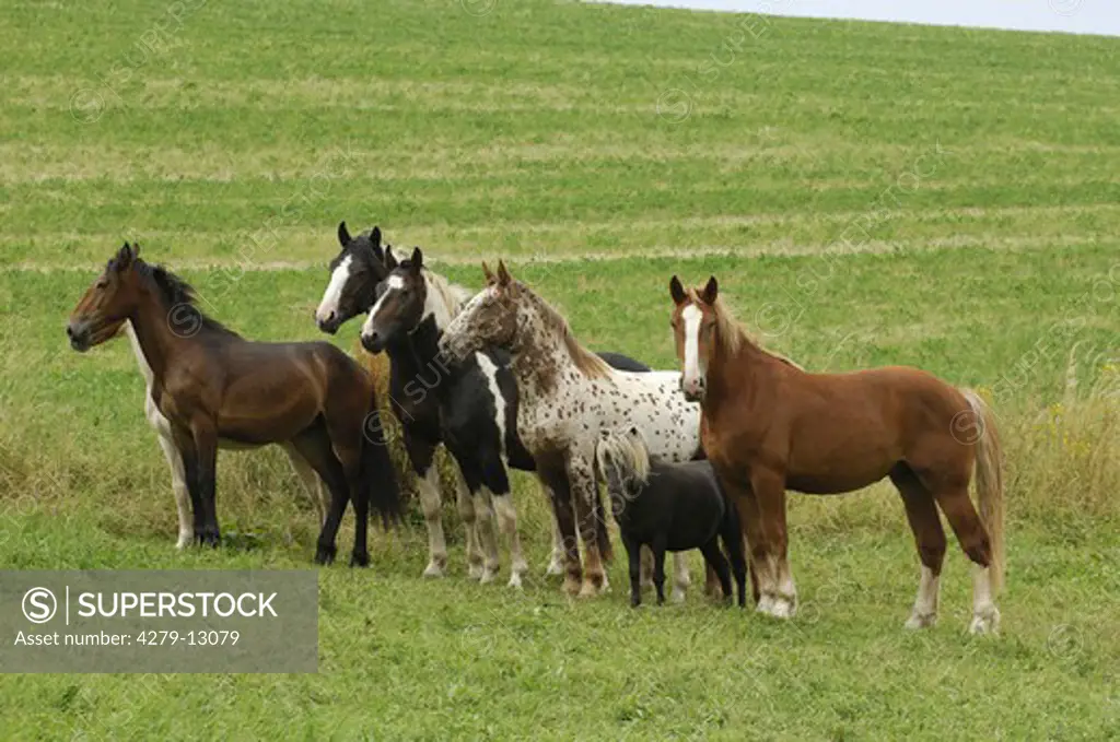 herd of Pintos horses and Minishetty