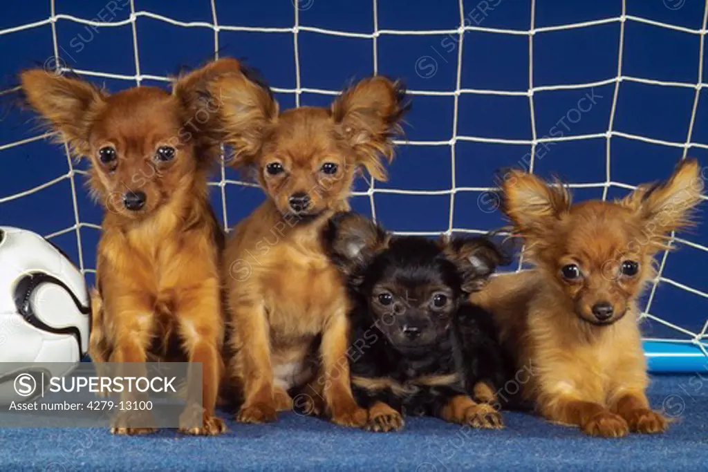 four Russian Toy Terrier - sitting, lying in goal