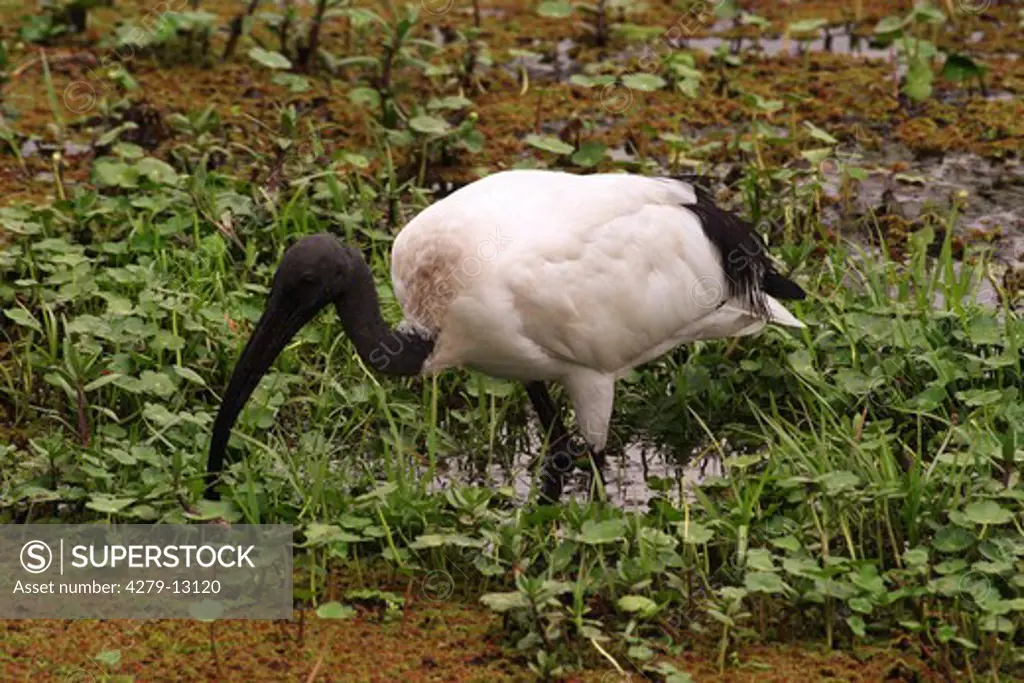 Sacred ibis - standing in swamp, Threskiornis aethiopica
