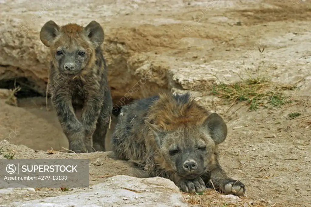 two young hyenas - lying, standing, Hyaenidae