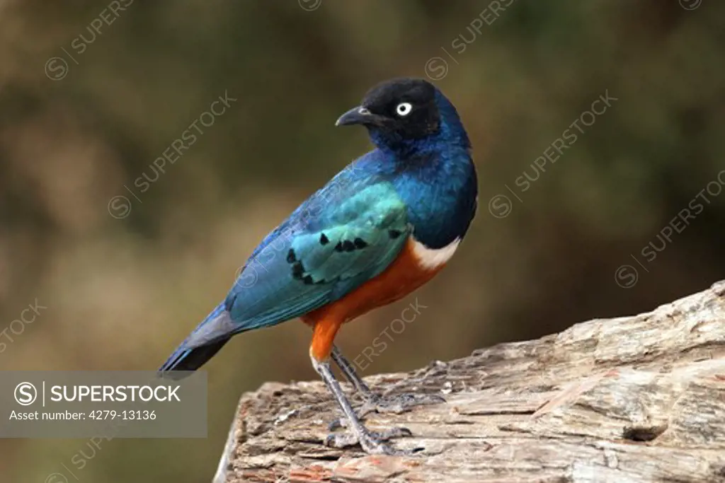 Superb starling - standing lateral, Spreo superbus