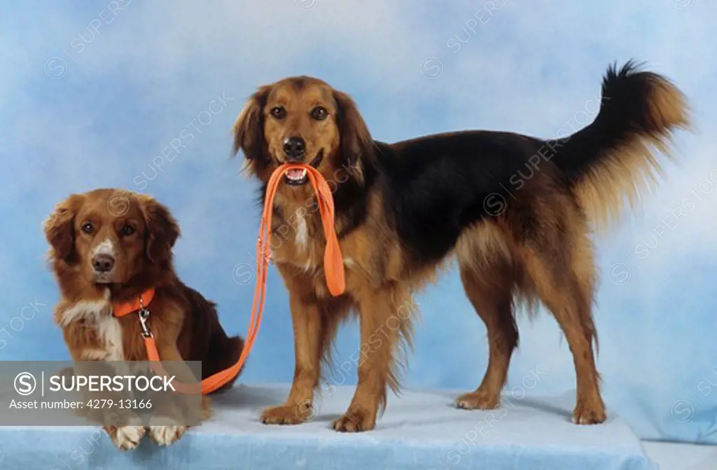 dog holding other dog's leash in muzzle