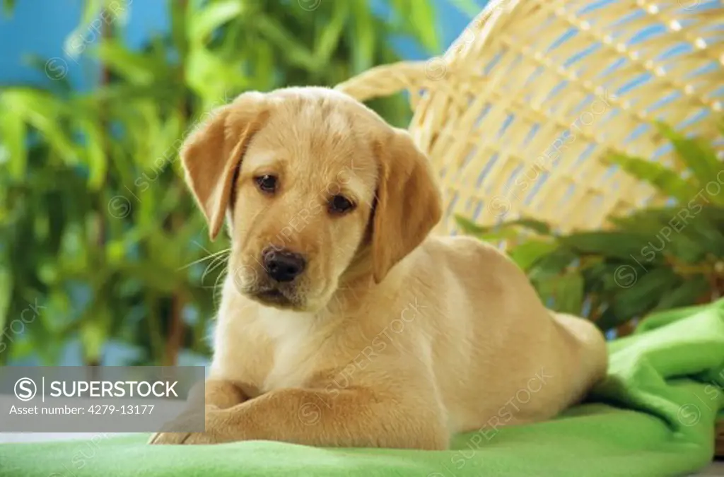 Labrador Retriever puppy - lying