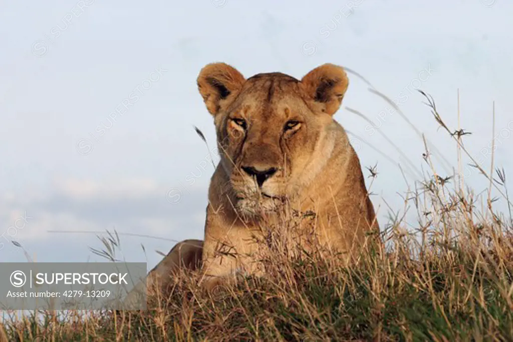 lioness - lying on hill, Panthera leo