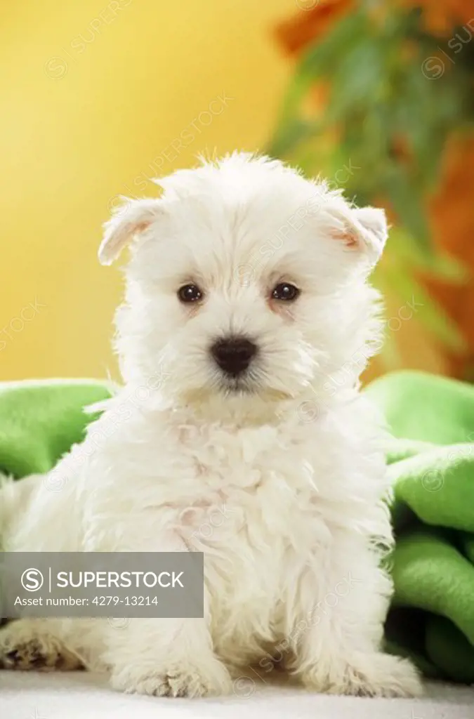 West Highland White Terrier puppy - sitting under blanket