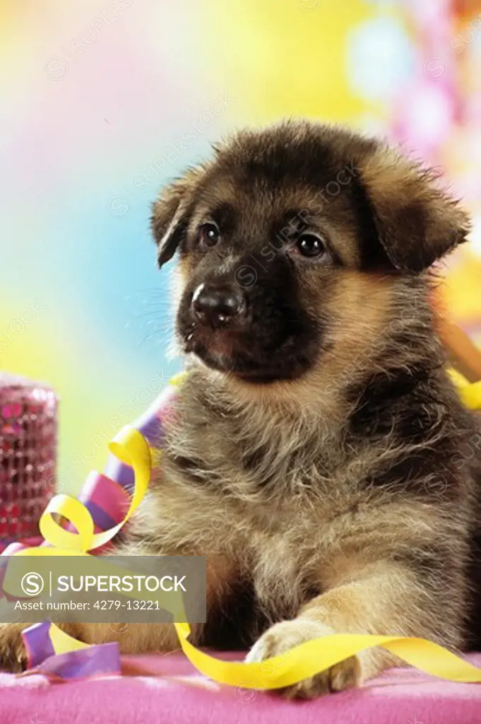 Shepherd dog puppy - with paper streamers