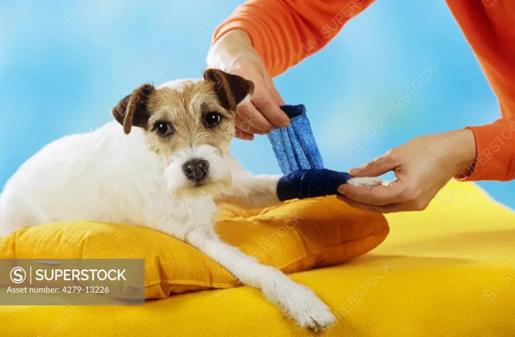 Parson Jack Russell Terrier - getting a bandage