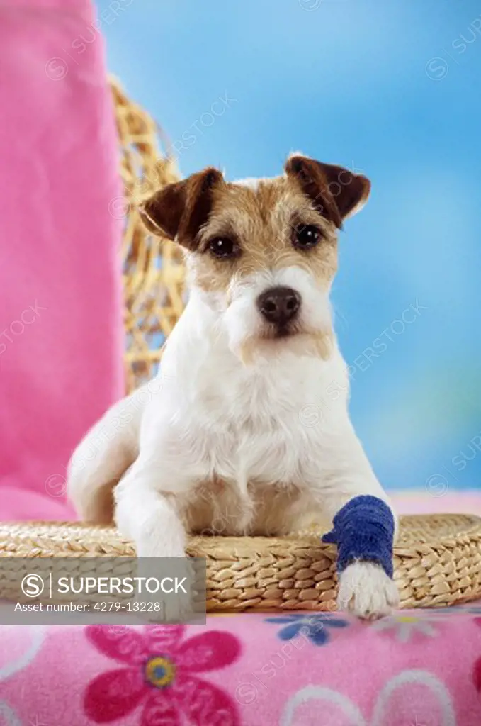 Parson Jack Russell Terrier - with bandaged paw