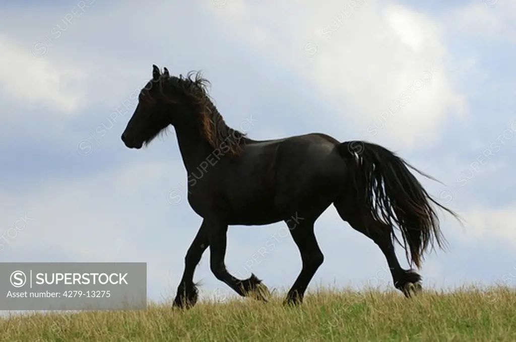 Friesian Horse - running on meadow