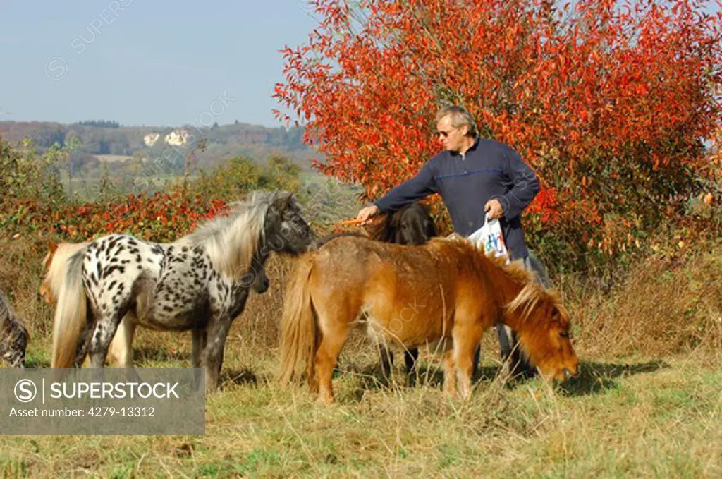 man feeding Shetland ponies