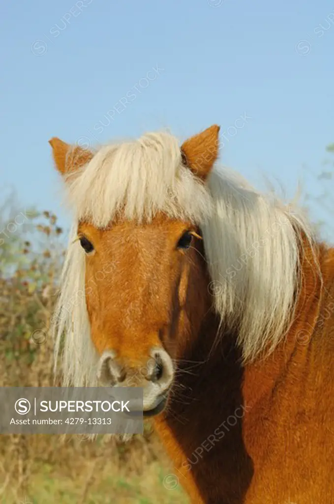 Shetland pony - portrait