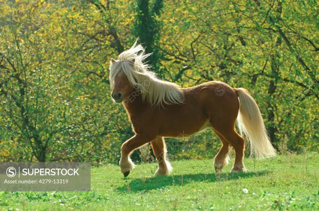 Shetland pony - on meadow