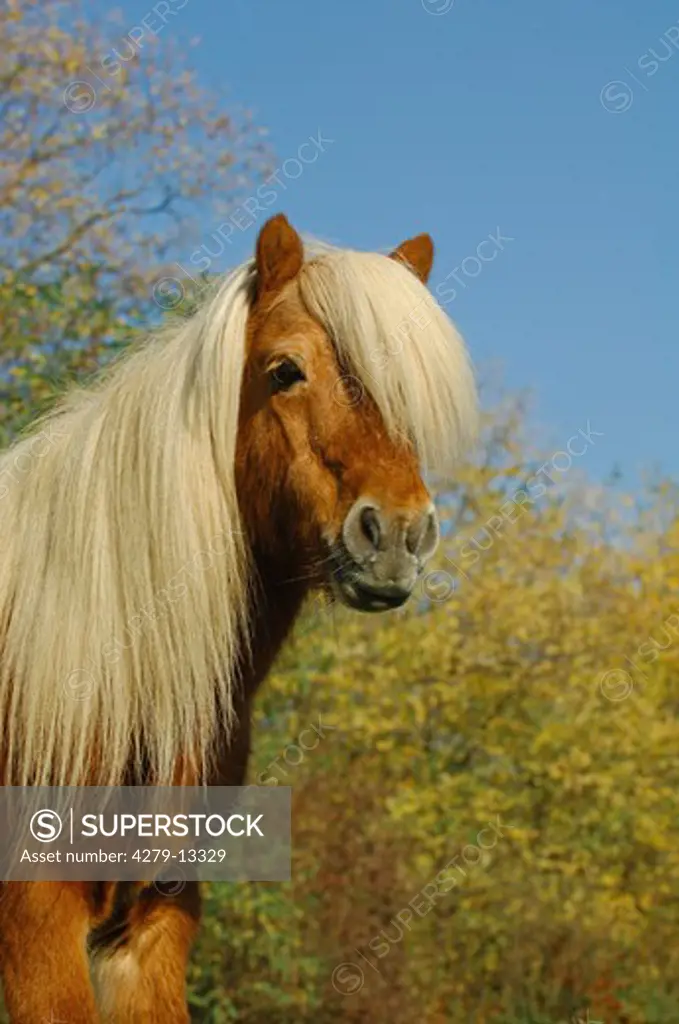 Shetland pony - portrait