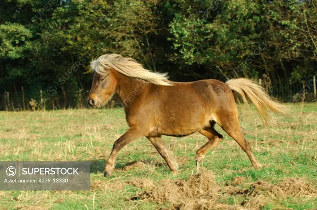 Shetland pony - trotting on meadow