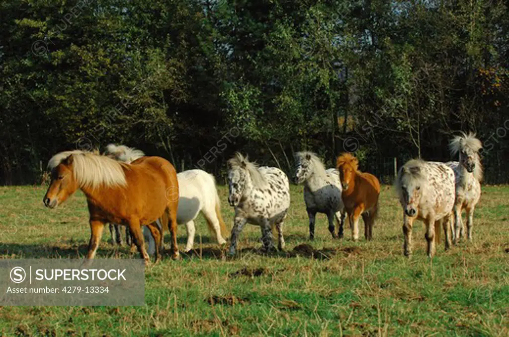 Shetland pony - herd