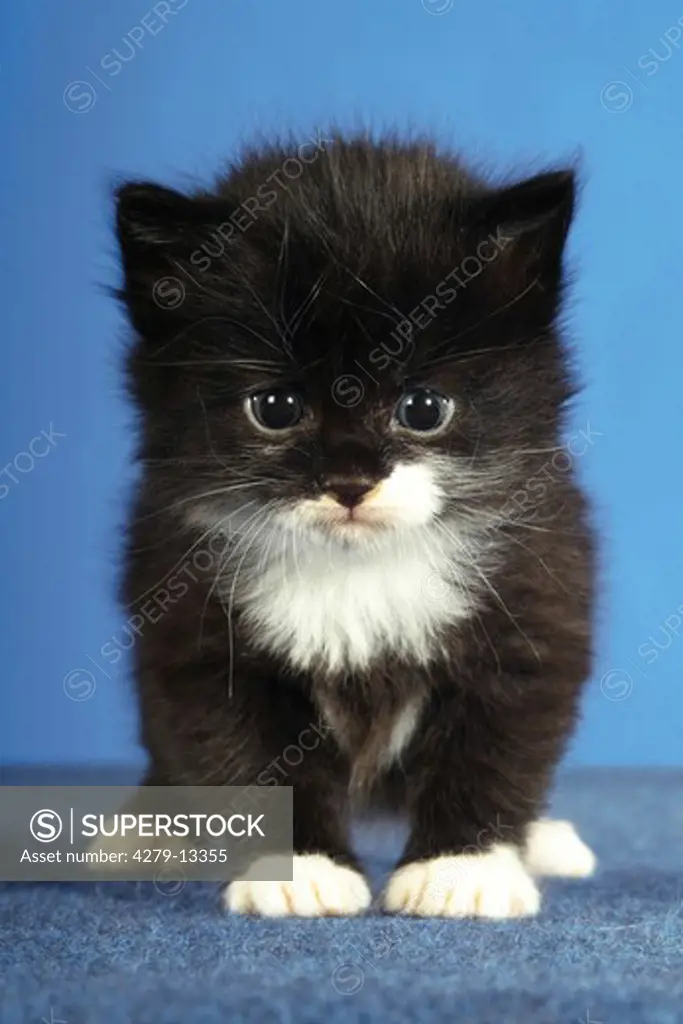 kitten - black and white