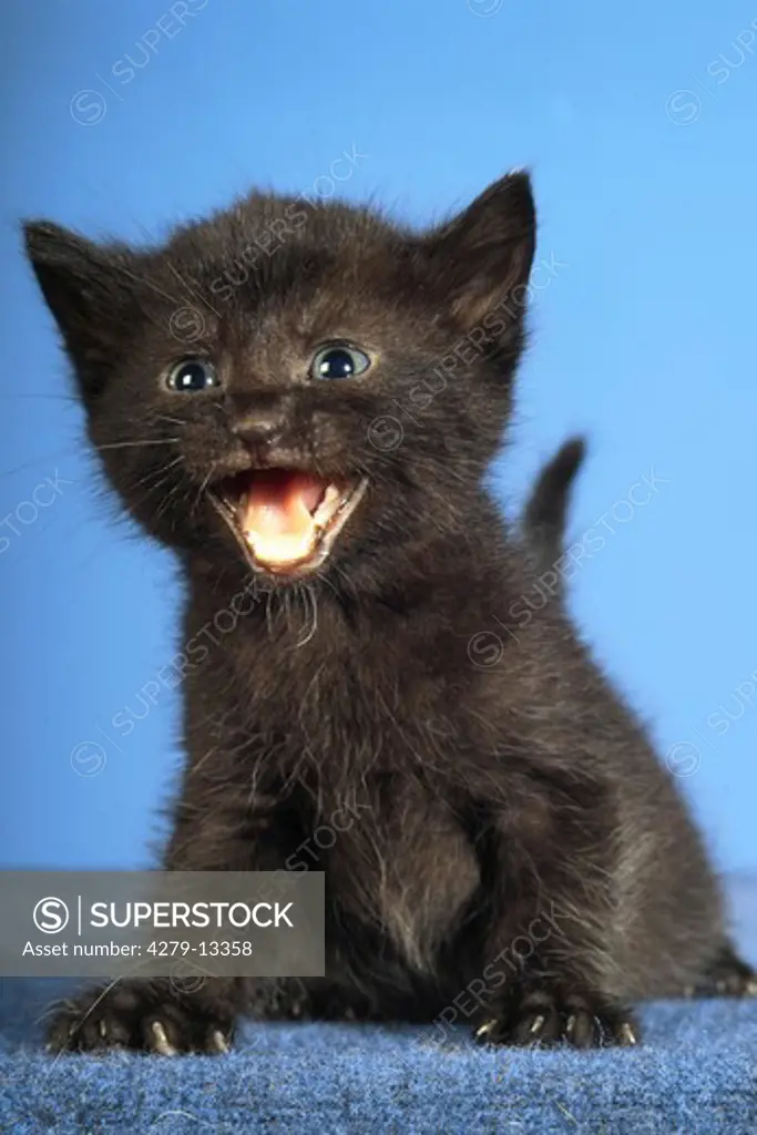 kitten - black