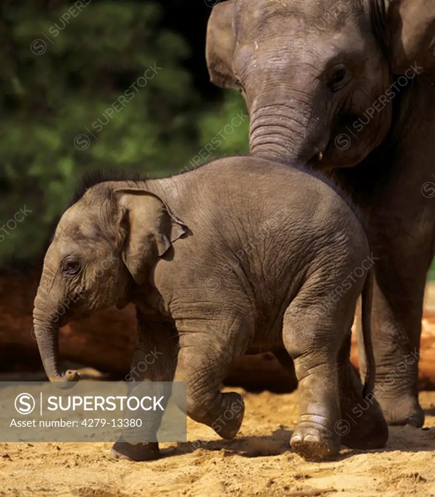 young Asiatic elephant - walking, Elephas maximus