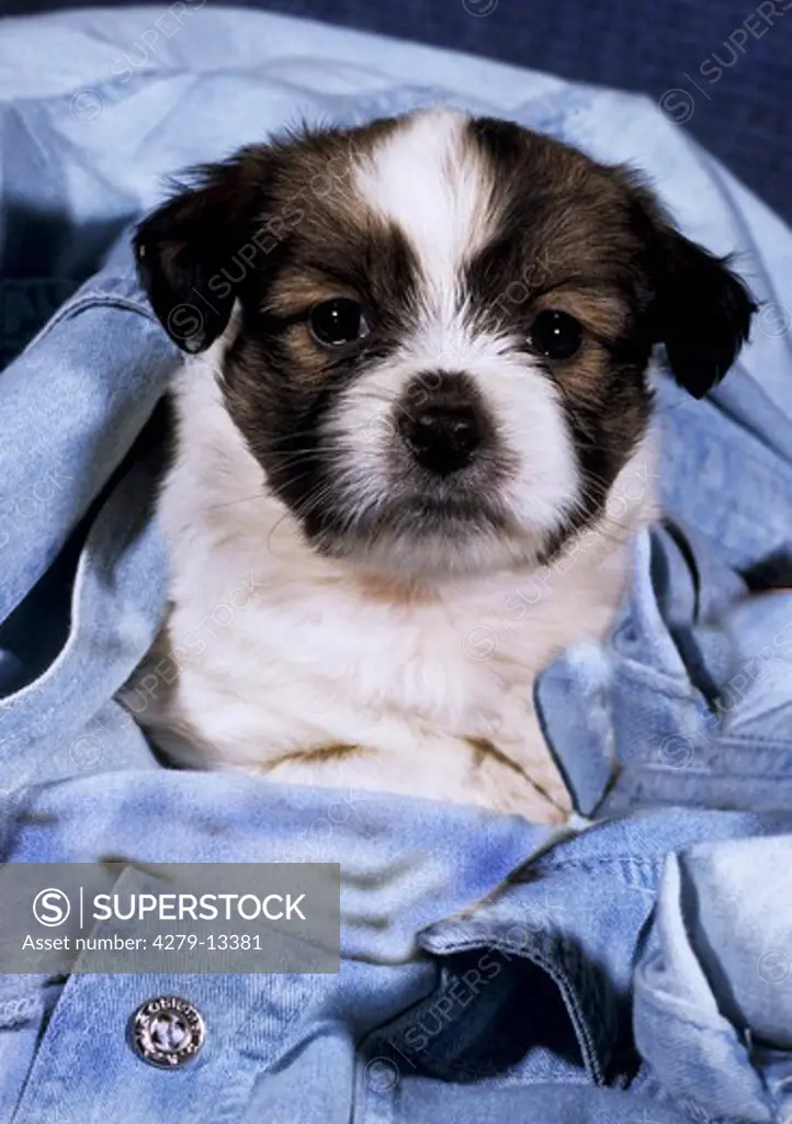 Tibetan Terrier puppy in denim jacket