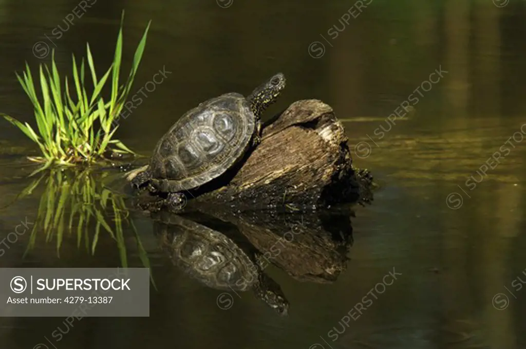 pond terrapin on root in water, Emydidae