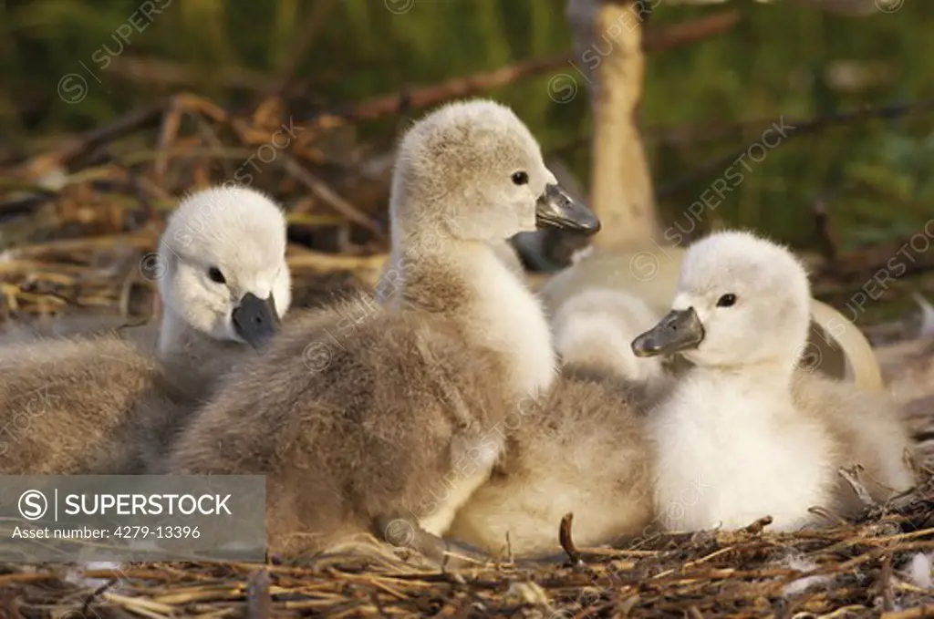 mute swan - squabs in nest, Cygnus olor
