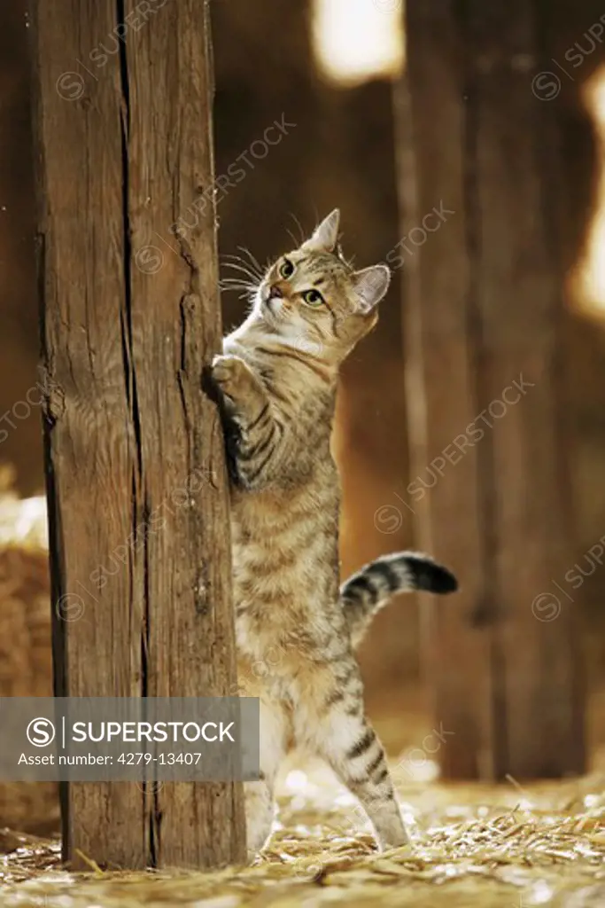 domestic cat standing on hindpaws - forepaws at pole