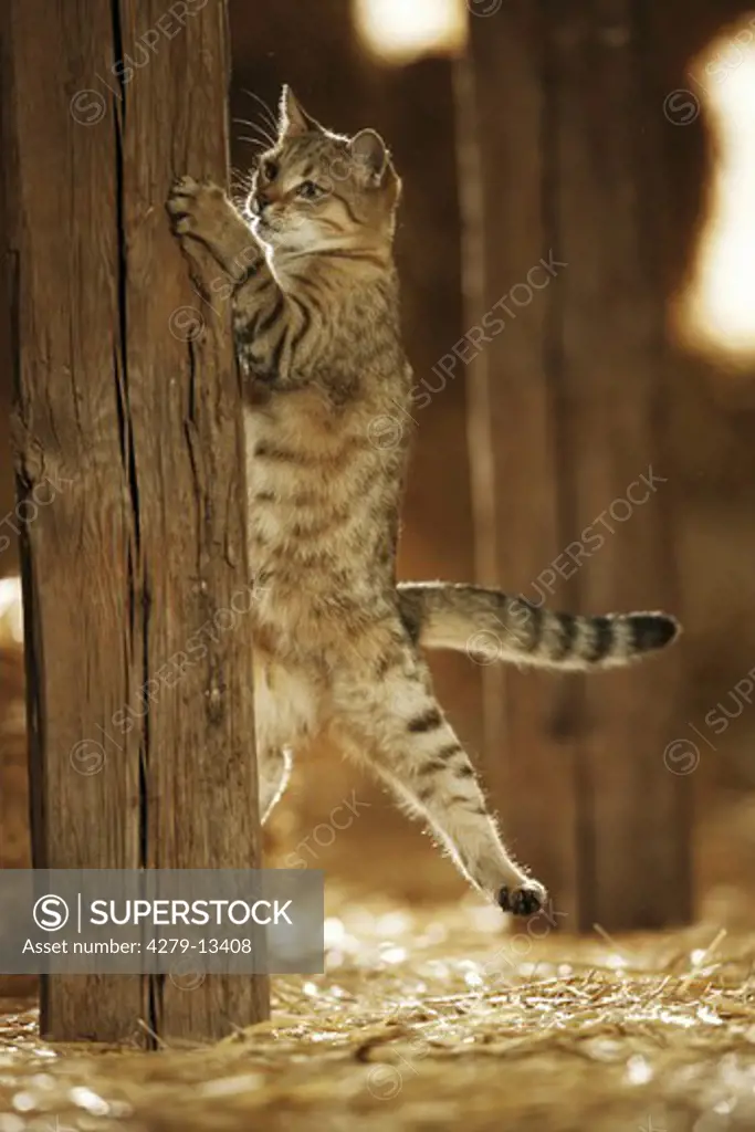 domestic cat - jumping - forepaws at pole