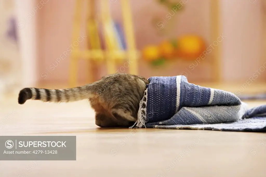 domestic cat - looking under carpet