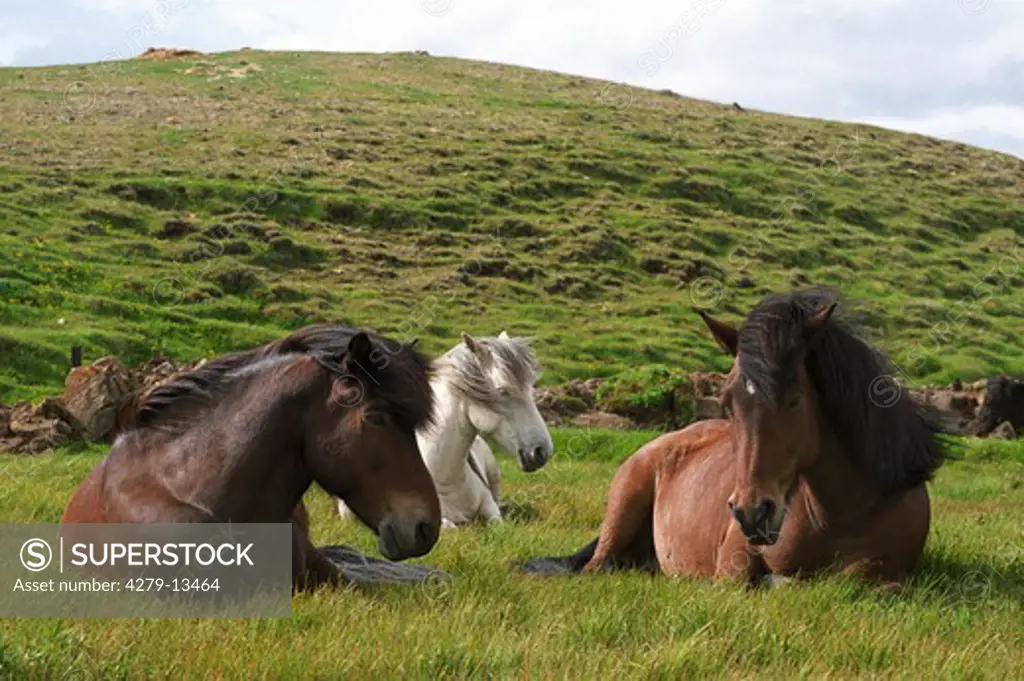 three Icelandic horses - lying on meadow