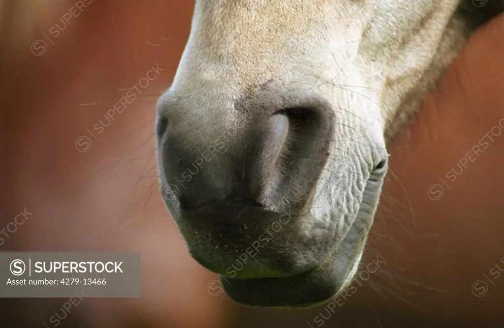 muzzle of a horse