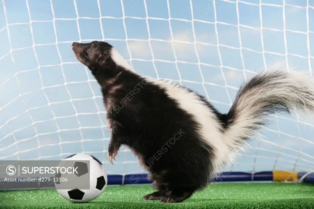 world championship of soccer : striped skunk with ball - standing in goal