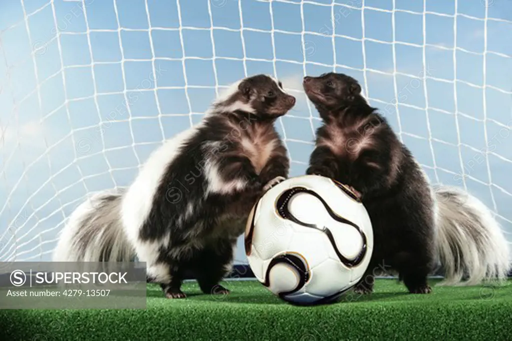 world championship of soccer : two striped skunks with ball in goal