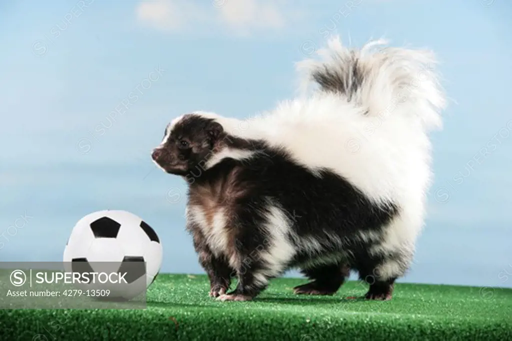 world championship of soccer : striped skunk with ball