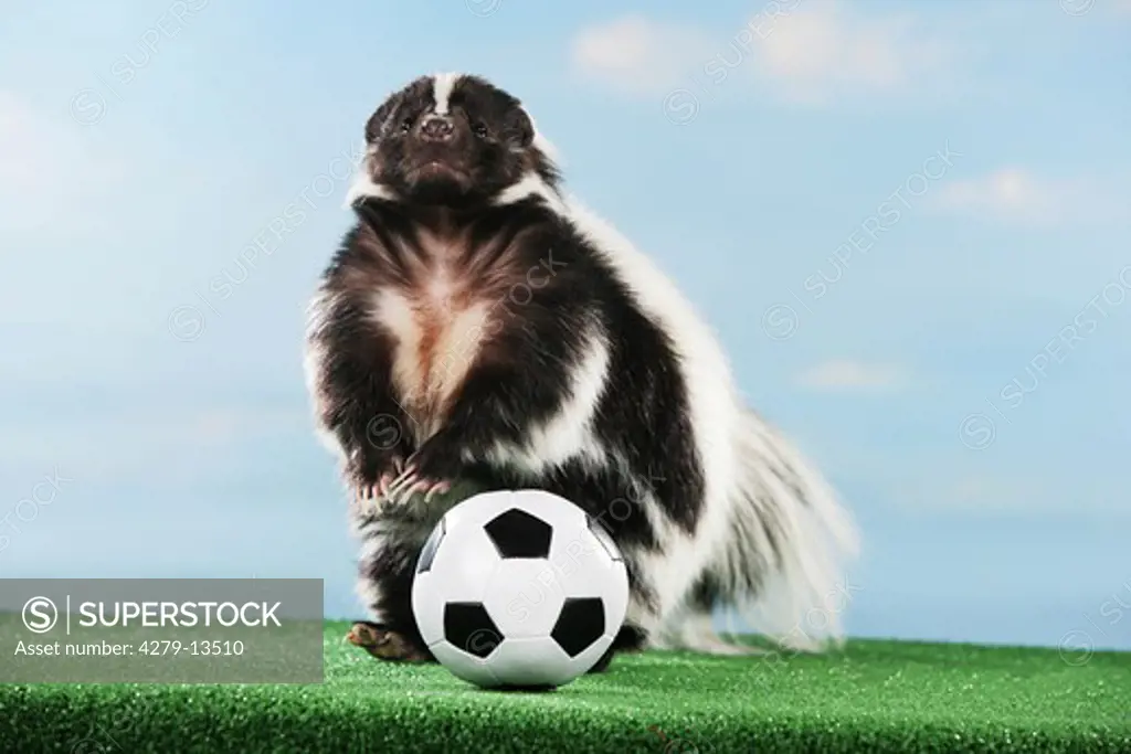 world championship of soccer : striped skunk with ball