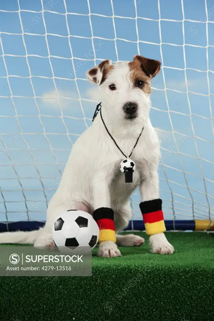 world championship of soccer : Jack Russell Terrier - sitting in goal