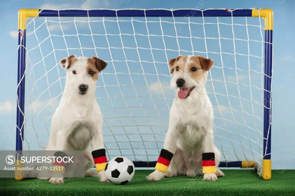 world championship of soccer : two Jack Russell Terrier with ball - sitting in goal
