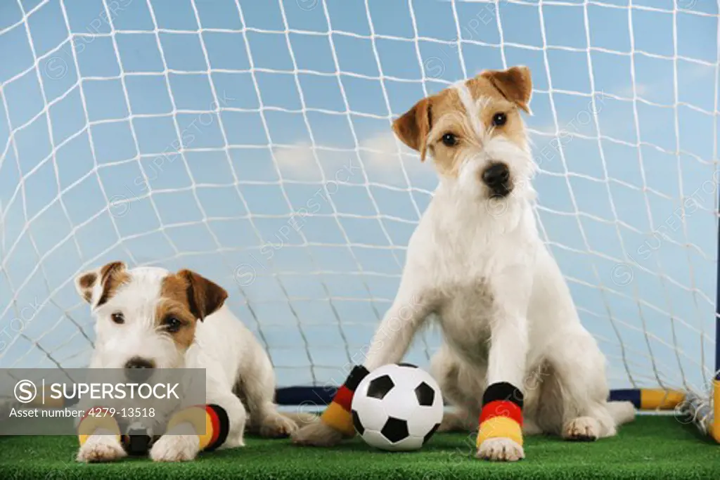 world championship of soccer : two Jack Russell Terrier with ball - in goal