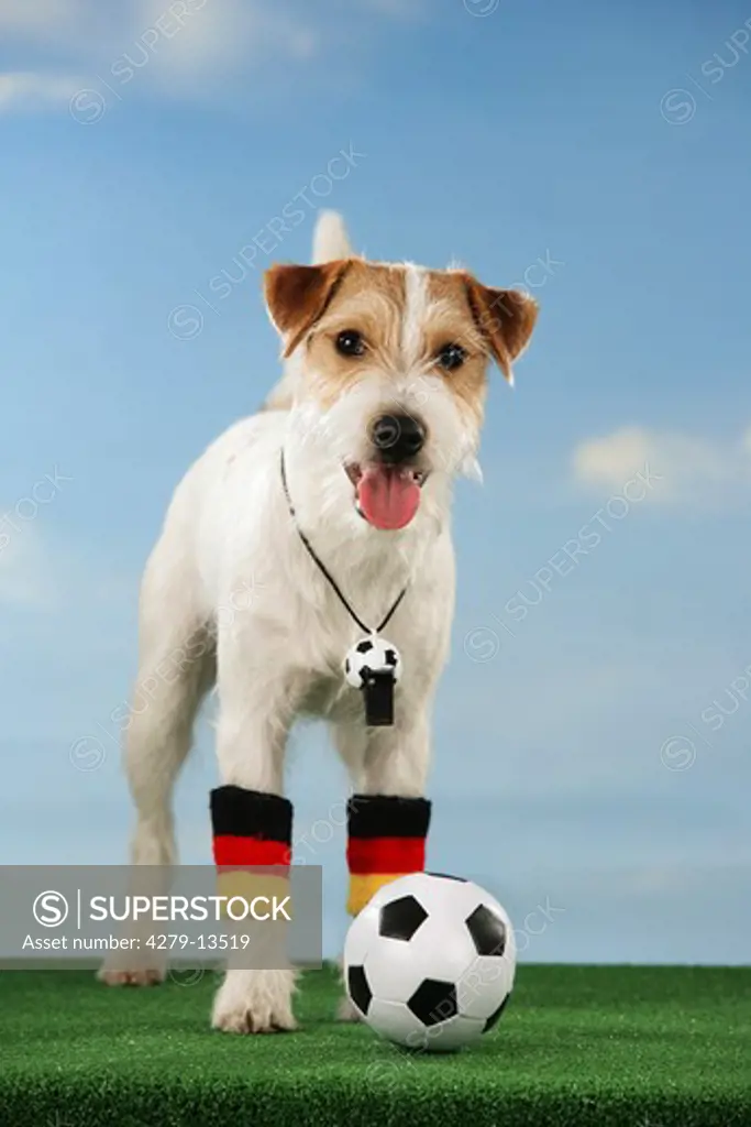 world championship of soccer : Jack Russell Terrier with ball
