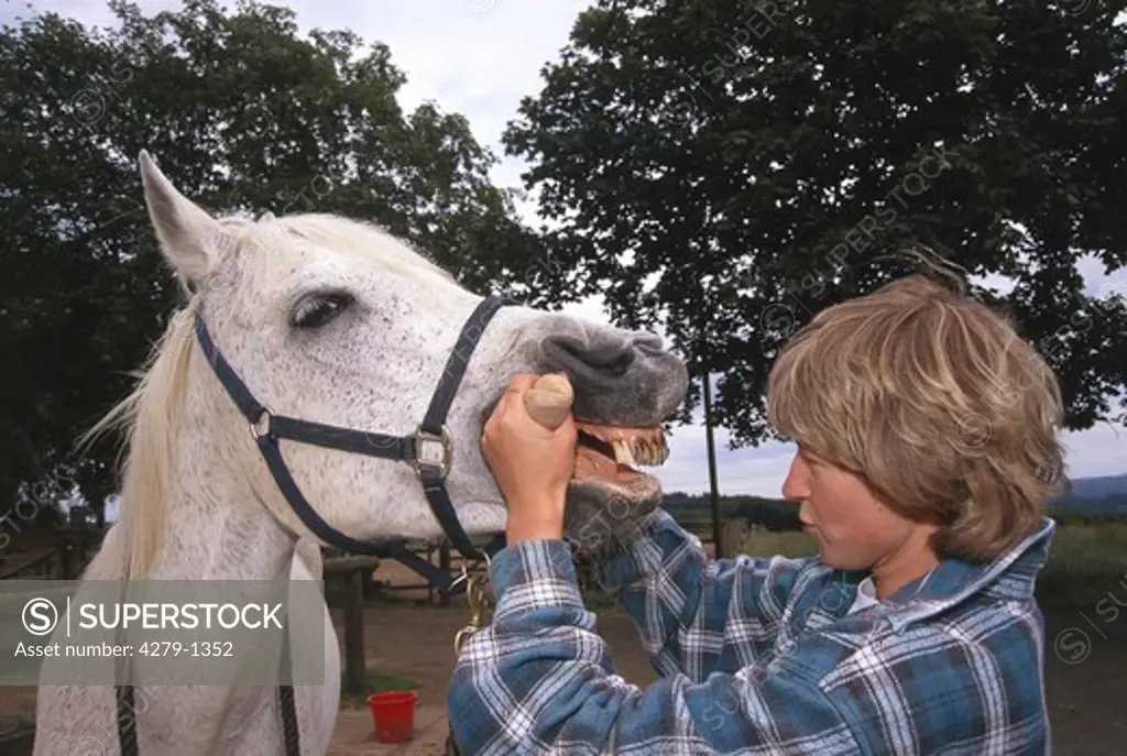 Horse - veterinary