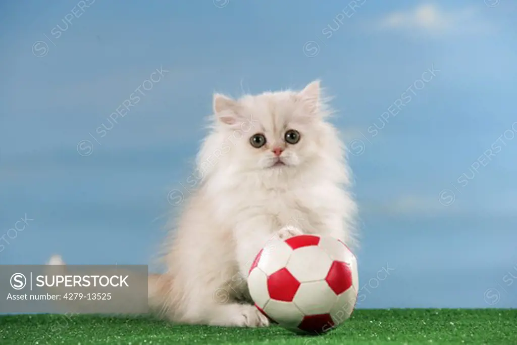 world championship of soccer : young Persian cat with ball