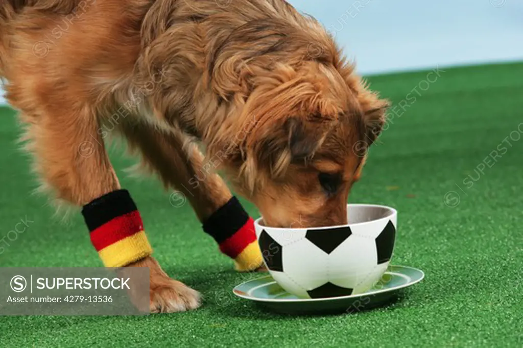 world championship of soccer : half breed dog - drinking out of bowl