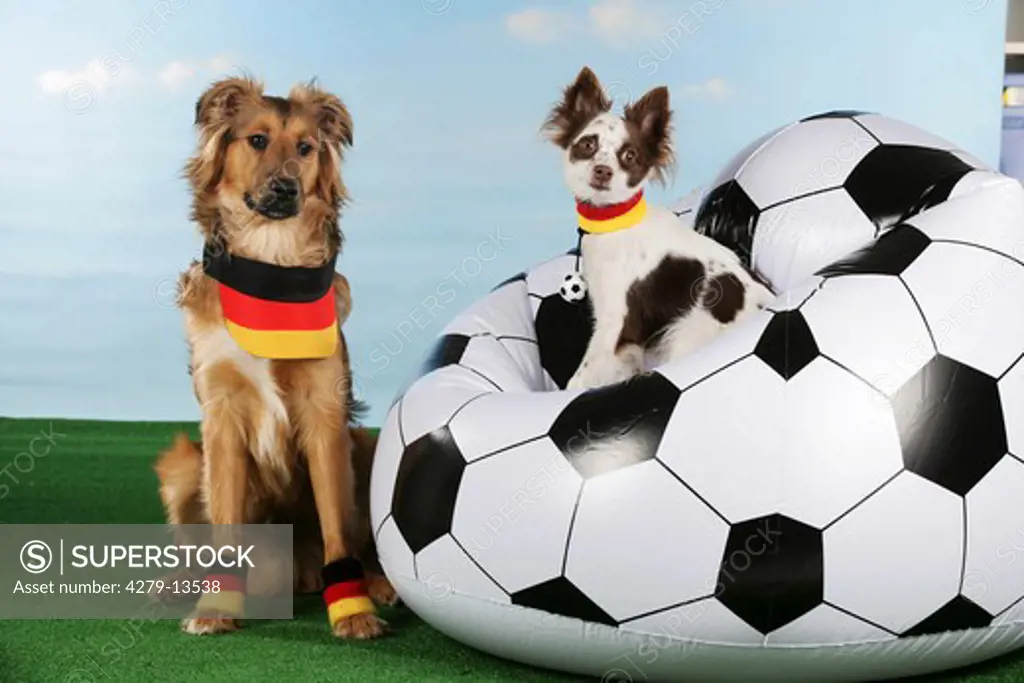 world championship of soccer : two dogs as soccer fans