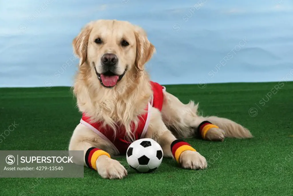 world championship of soccer : Golden Retriever lying - with ball