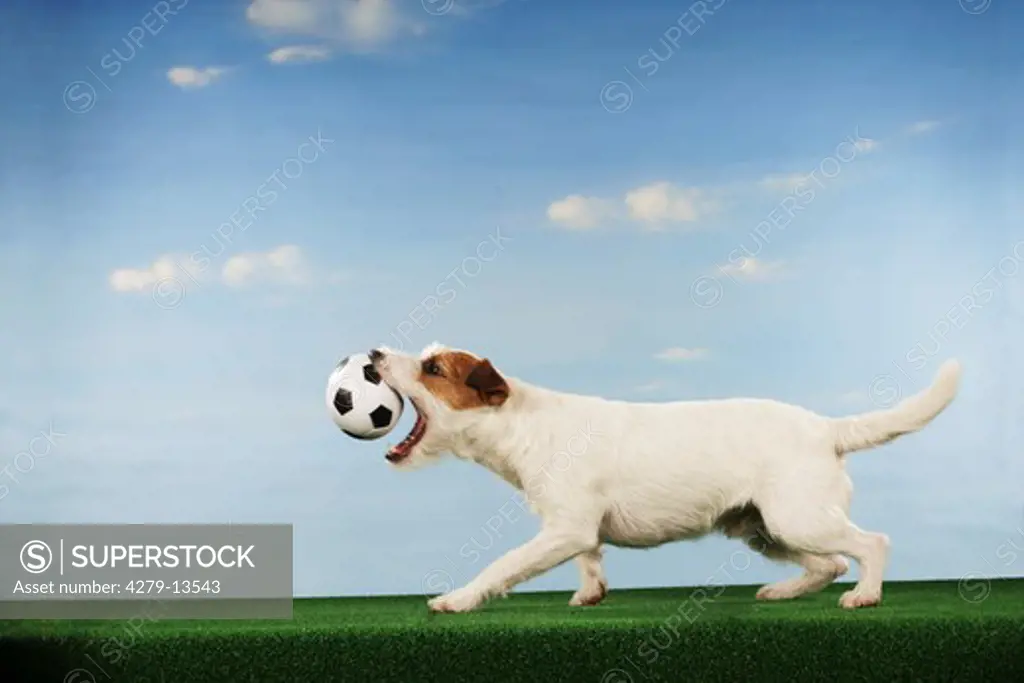 world championship of soccer : Jack Russell Terrier - catching football