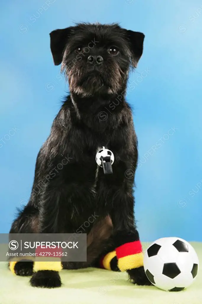 world championship of soccer : Border Terrier with ball